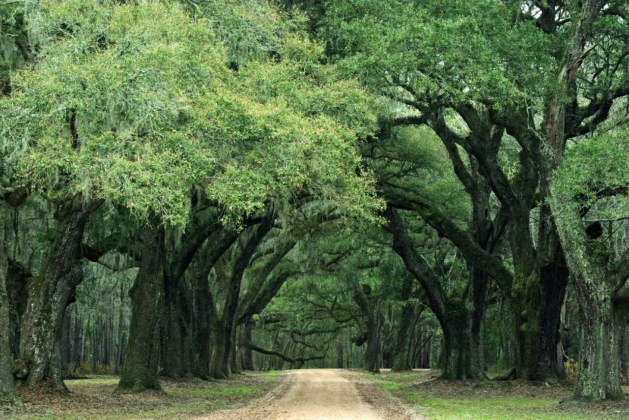 South Carolina, Charleston Spanish moss on trees by Dennis Flaherty - Item # VARPDXUS41BJY0000